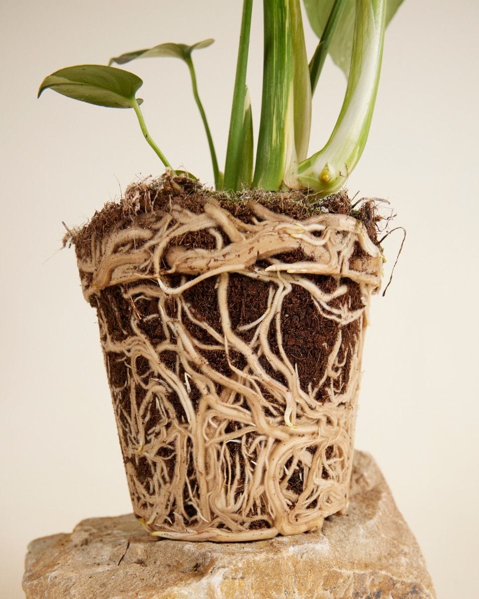 Monstera Swiss Cheese Plant Deliciosa Aurea