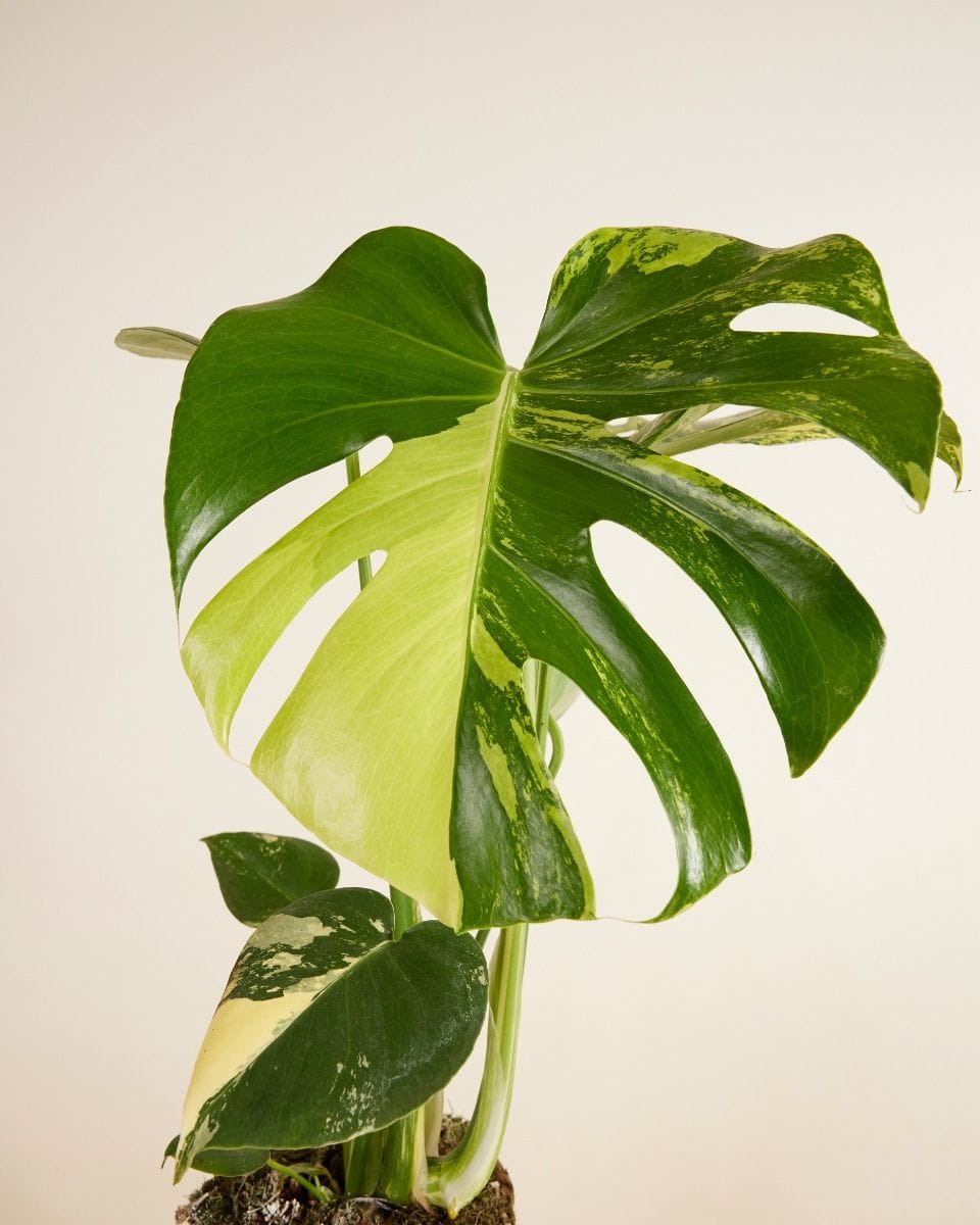 Monstera Swiss Cheese Plant Deliciosa Aurea