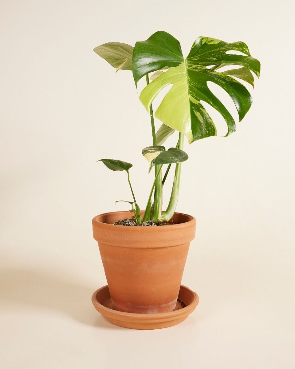 Monstera Swiss Cheese Plant Deliciosa Aurea