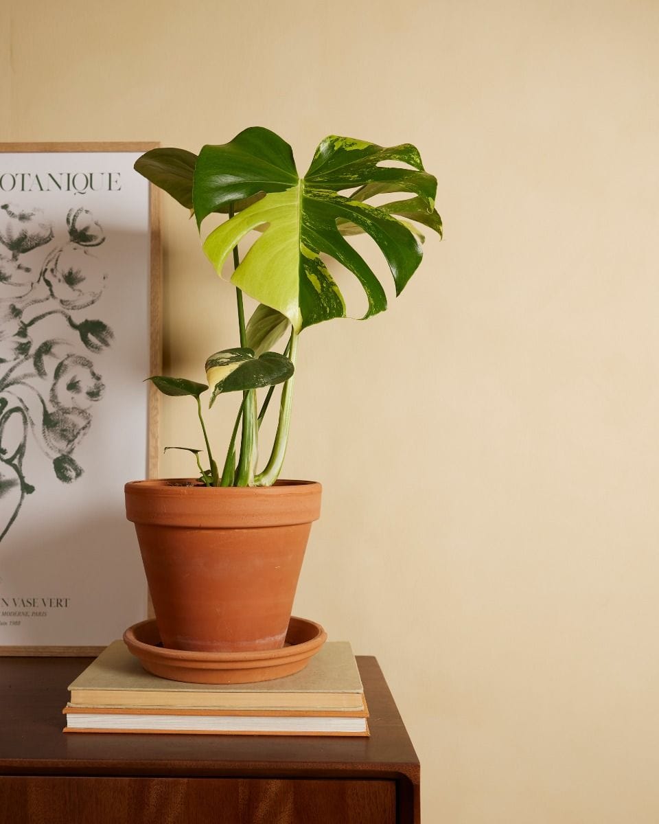 Monstera Swiss Cheese Plant Deliciosa Aurea
