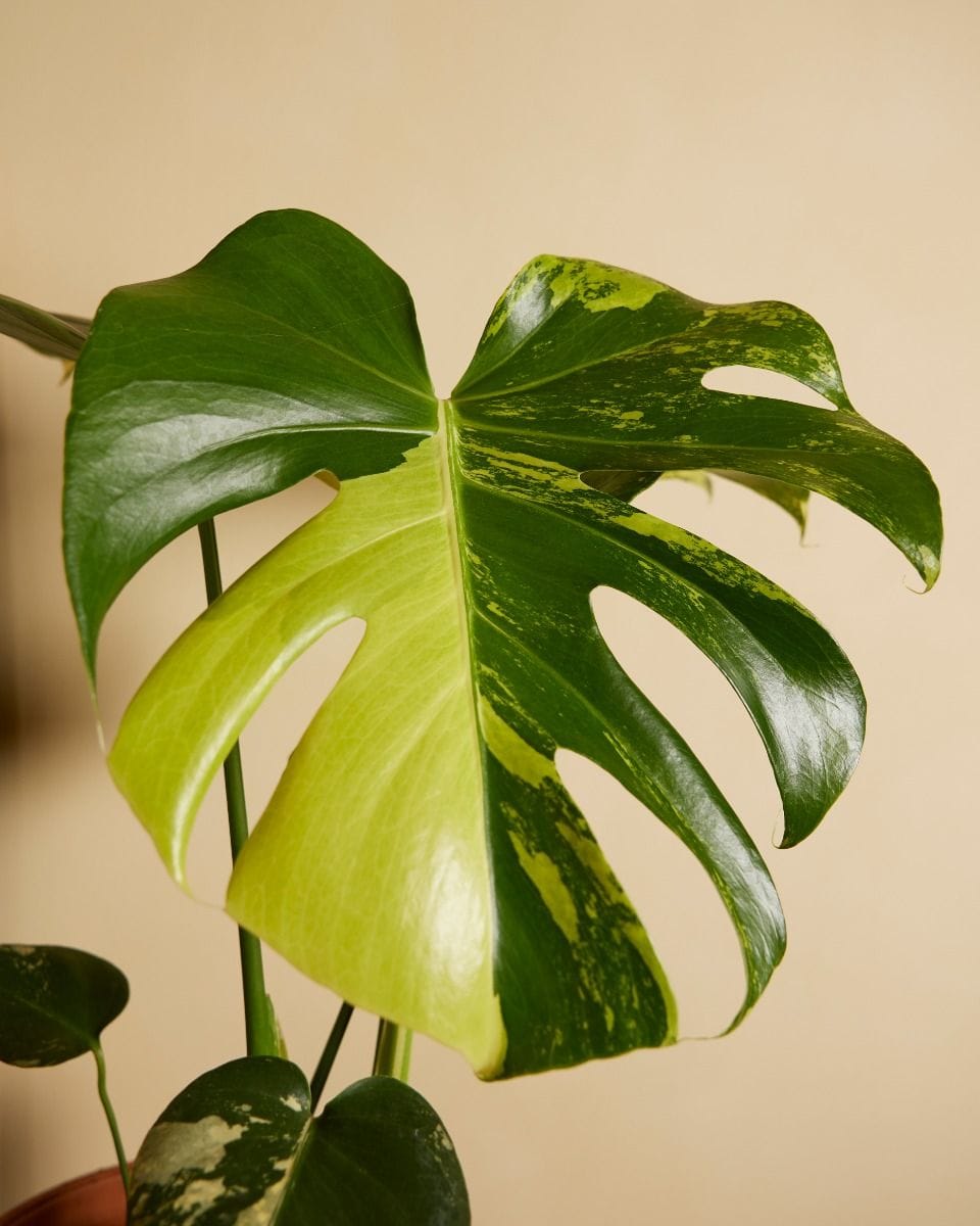 Monstera Swiss Cheese Plant Deliciosa Aurea