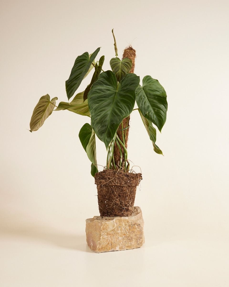 Philodendron Splendid