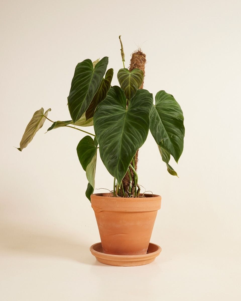 Philodendron Baumfreund Splendid