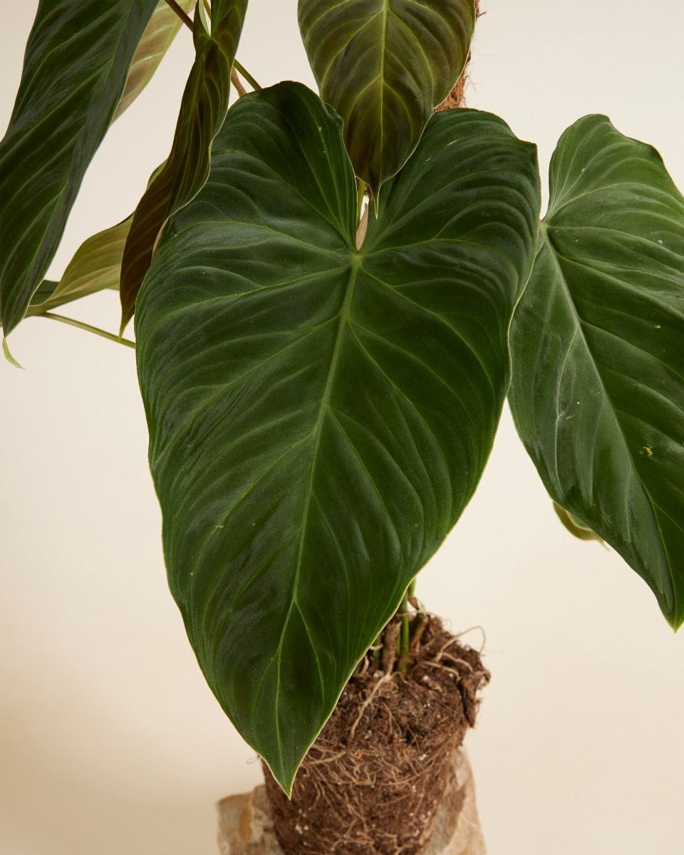 Philodendron Baumfreund Splendid