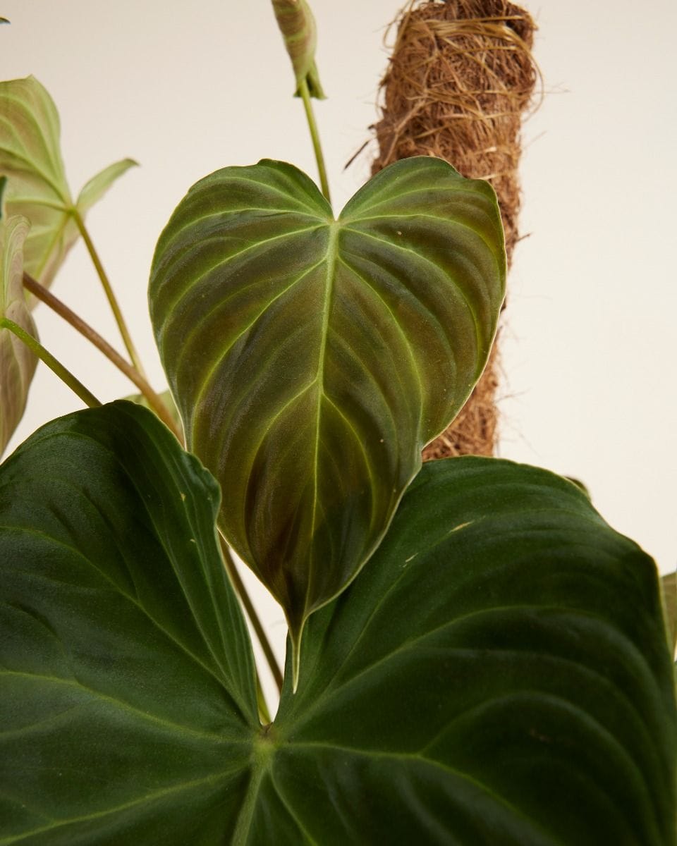 Philodendron Baumfreund Splendid