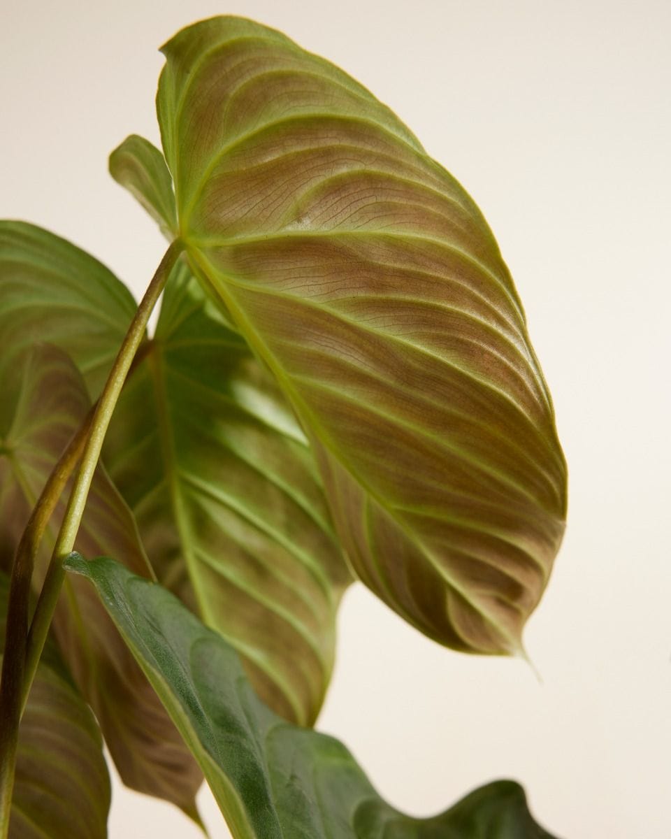 Philodendron Baumfreund Splendid