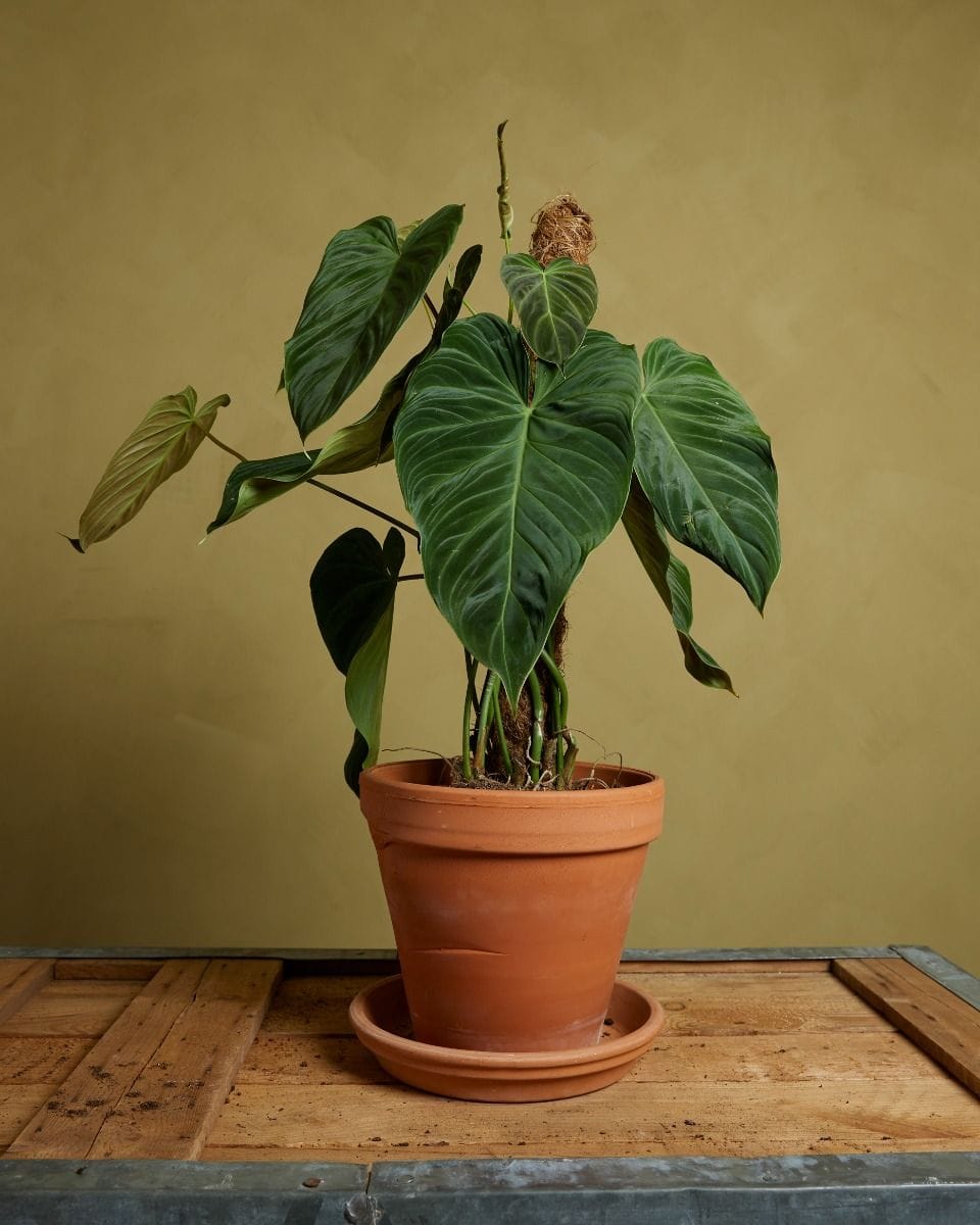 Philodendron Baumfreund Splendid