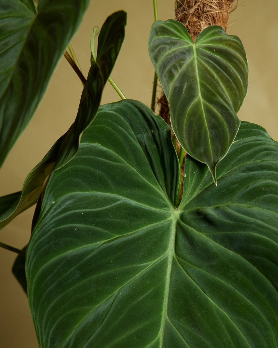 Philodendron Baumfreund Splendid