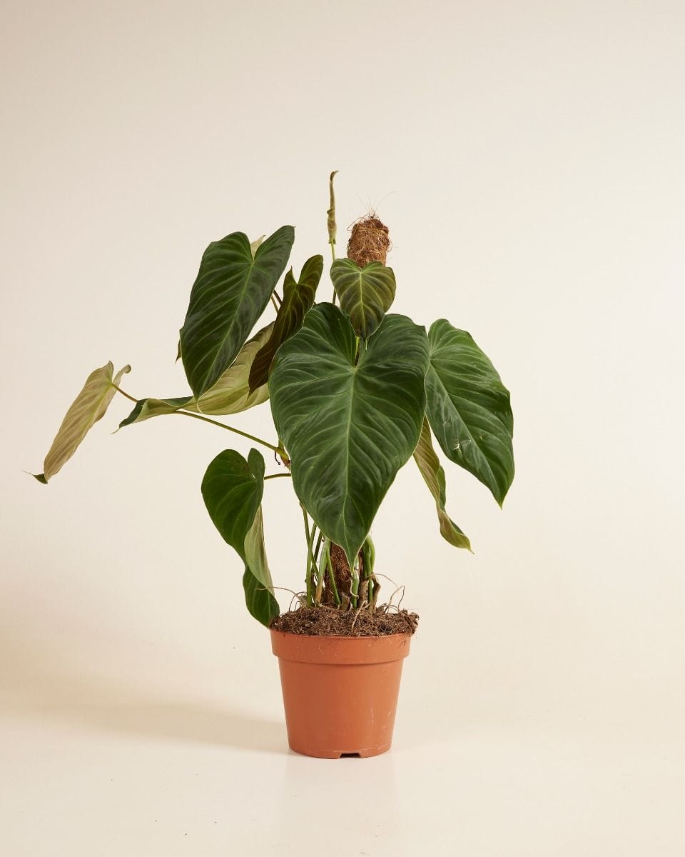 Philodendron Baumfreund Splendid