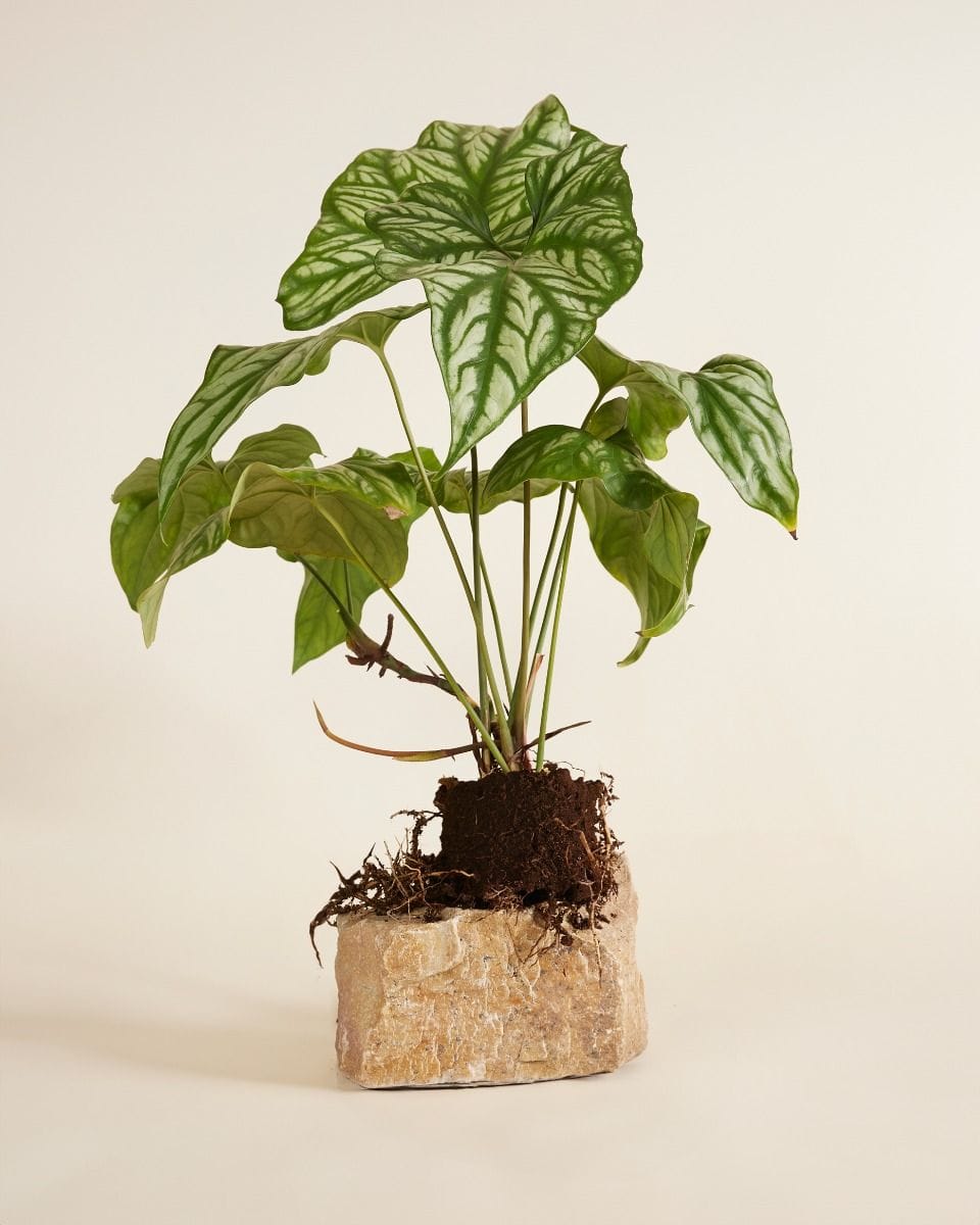 Cercestis African Embossed Plant Mirabilis