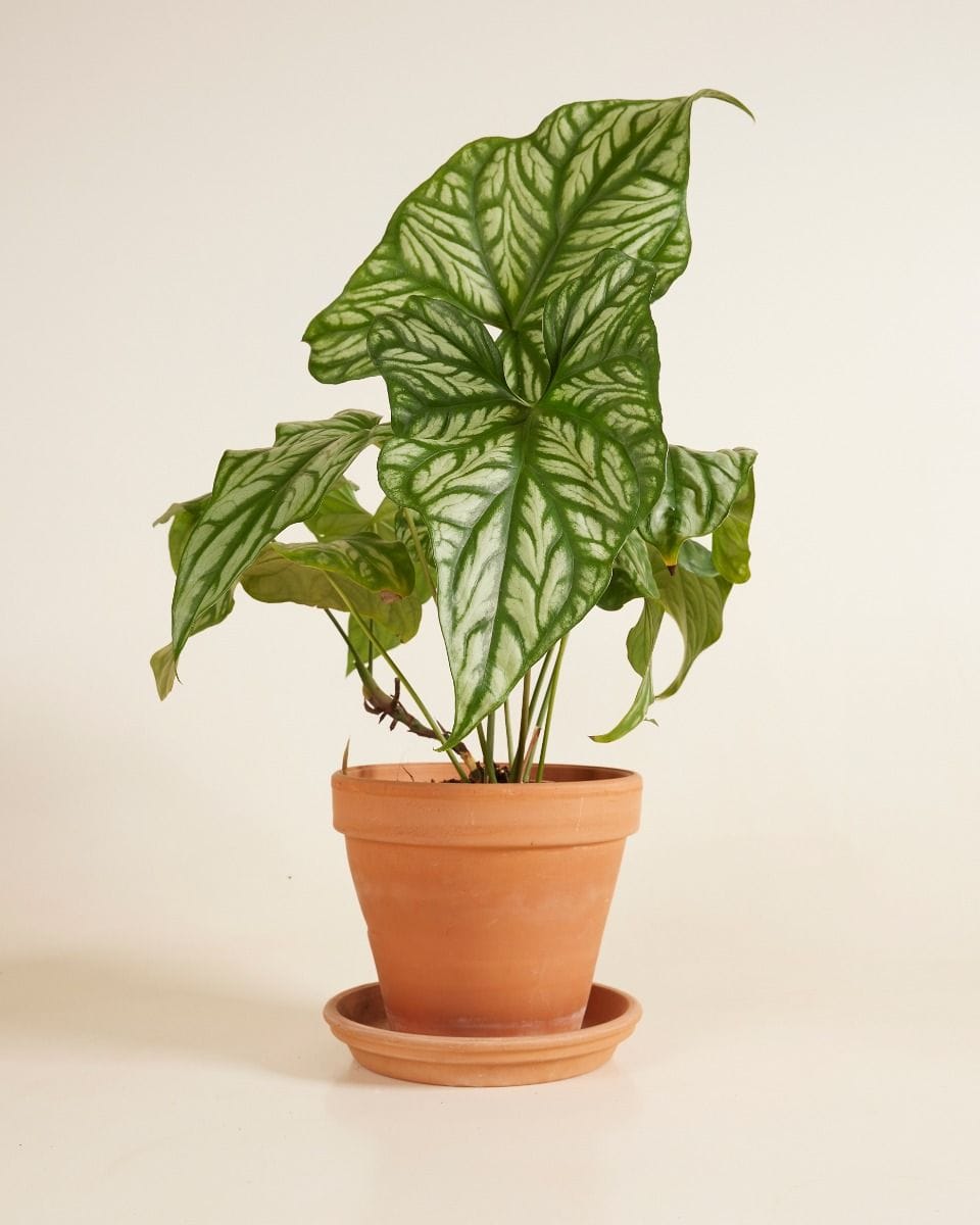Cercestis African Embossed Plant Mirabilis