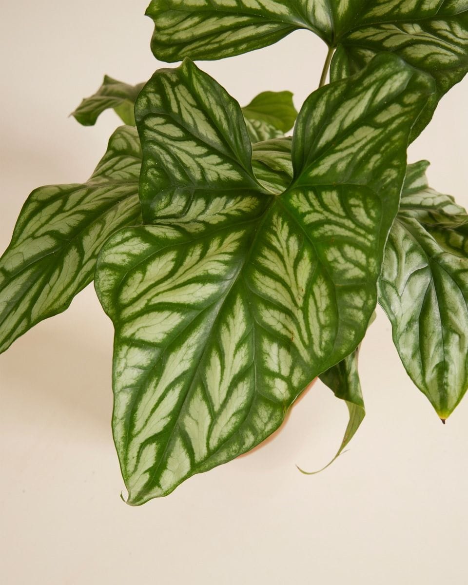 Cercestis African Embossed Plant Mirabilis