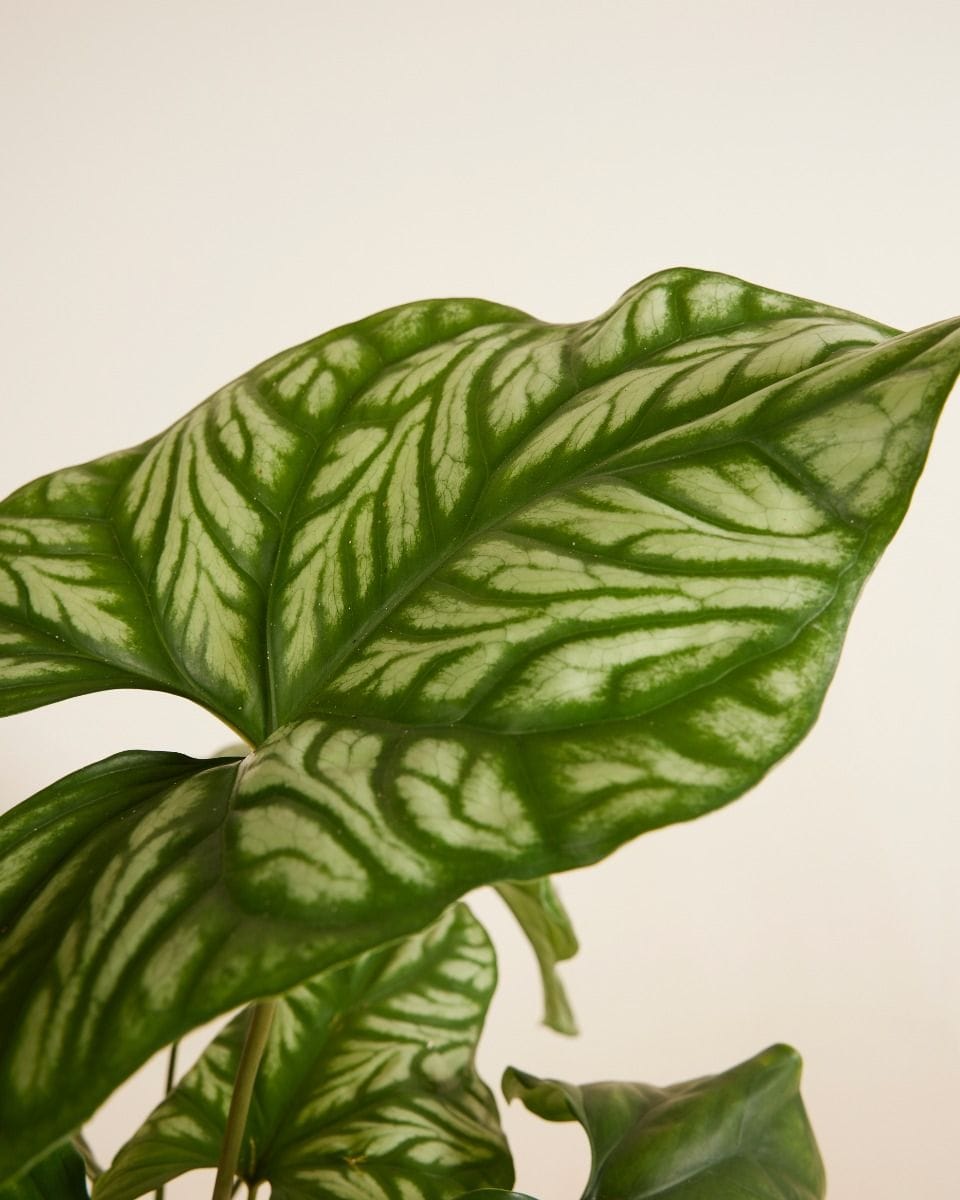 Cercestis African Embossed Plant Mirabilis