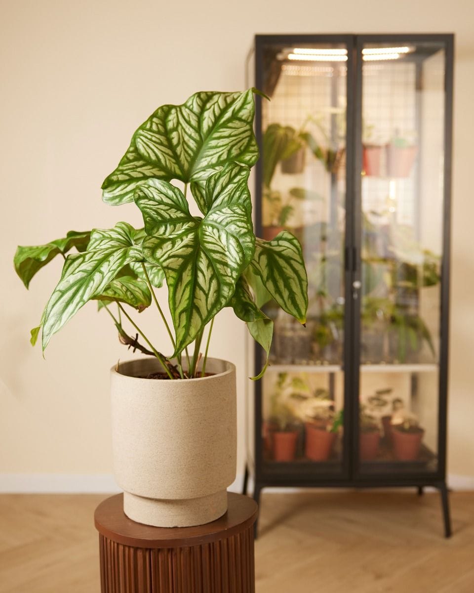 Cercestis African Embossed Plant Mirabilis