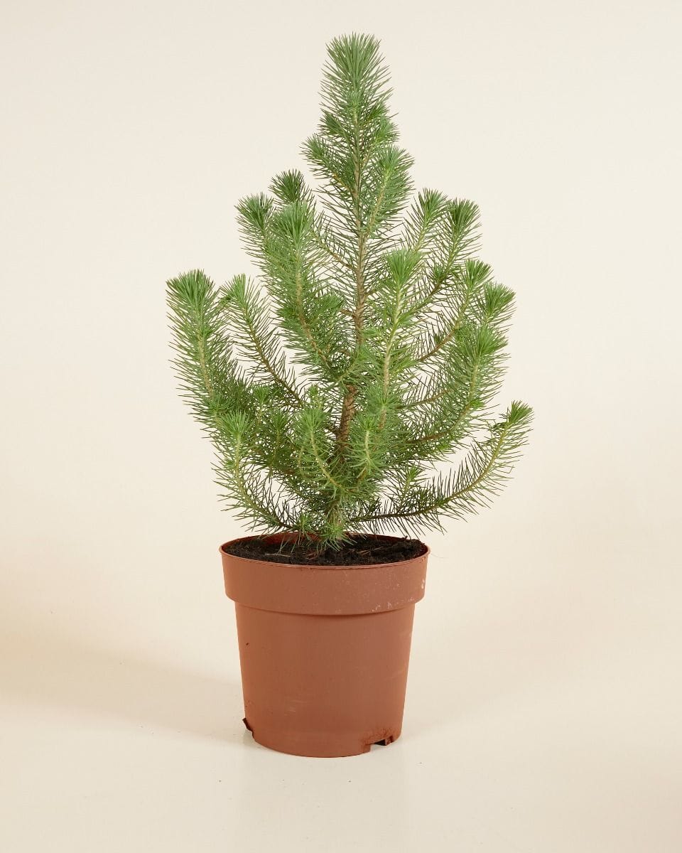 Pinus Pinea Silver Crest
