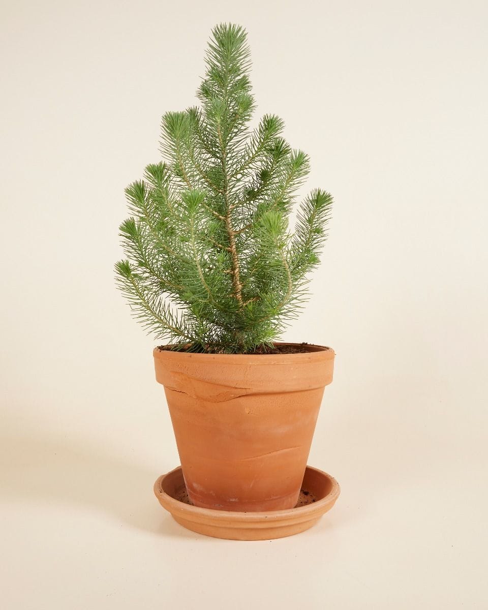 Pinus Pinea Silver Crest