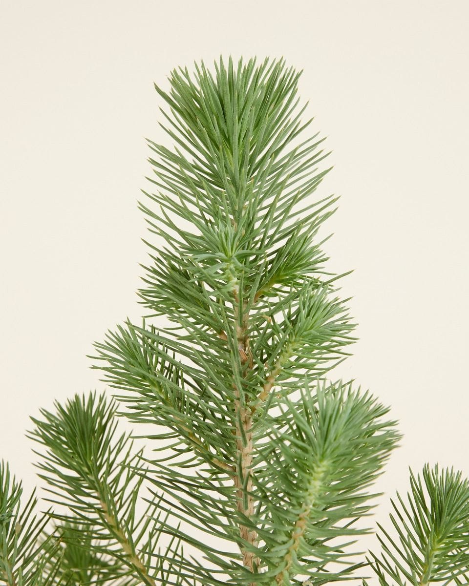 Pinus Pinea Silver Crest
