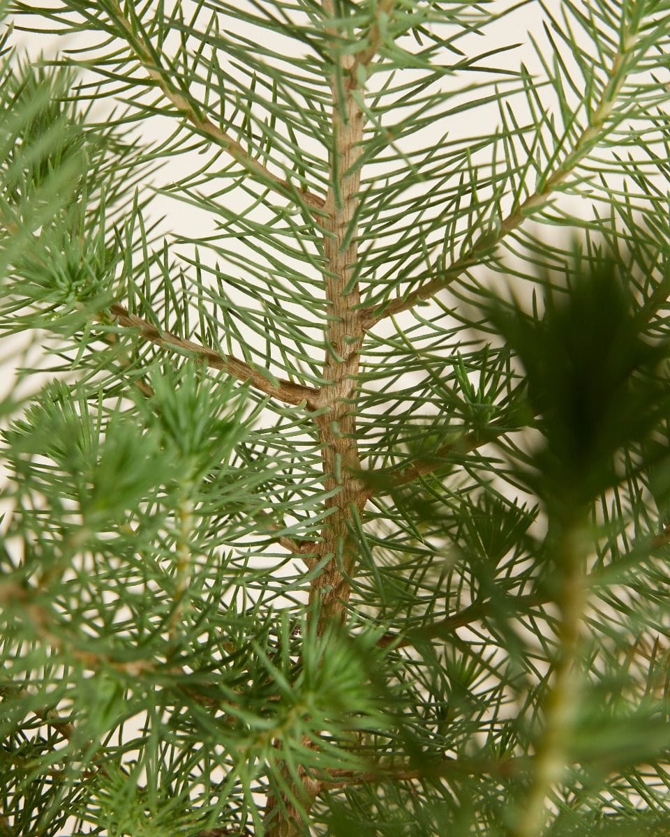 Pinus Pinea Silver Crest