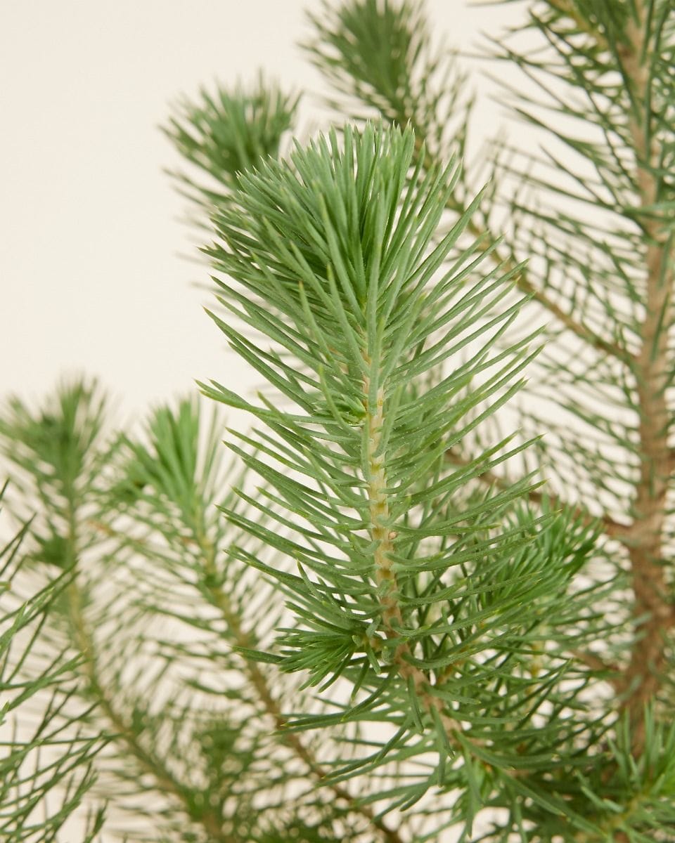 Pinus Pinea Silver Crest