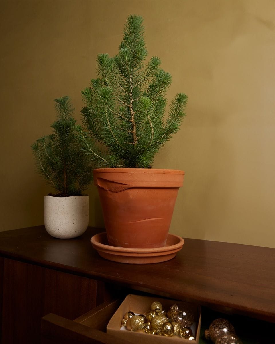 Pinus Pinea Silver Crest