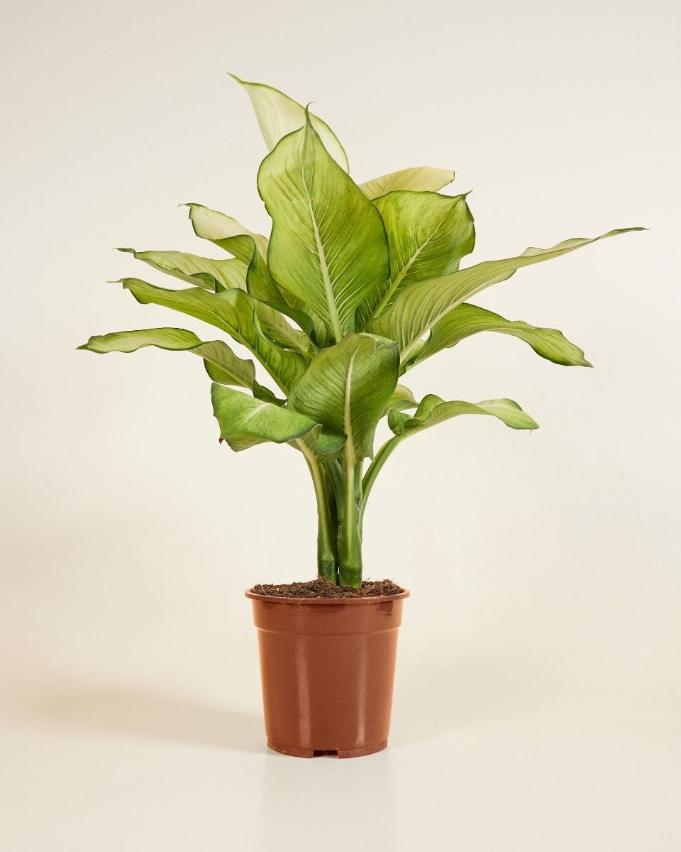 Dieffenbachia Dump Cane Tropic Marianne