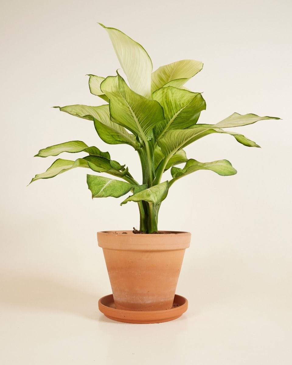 Dieffenbachia Dump Cane Tropic Marianne