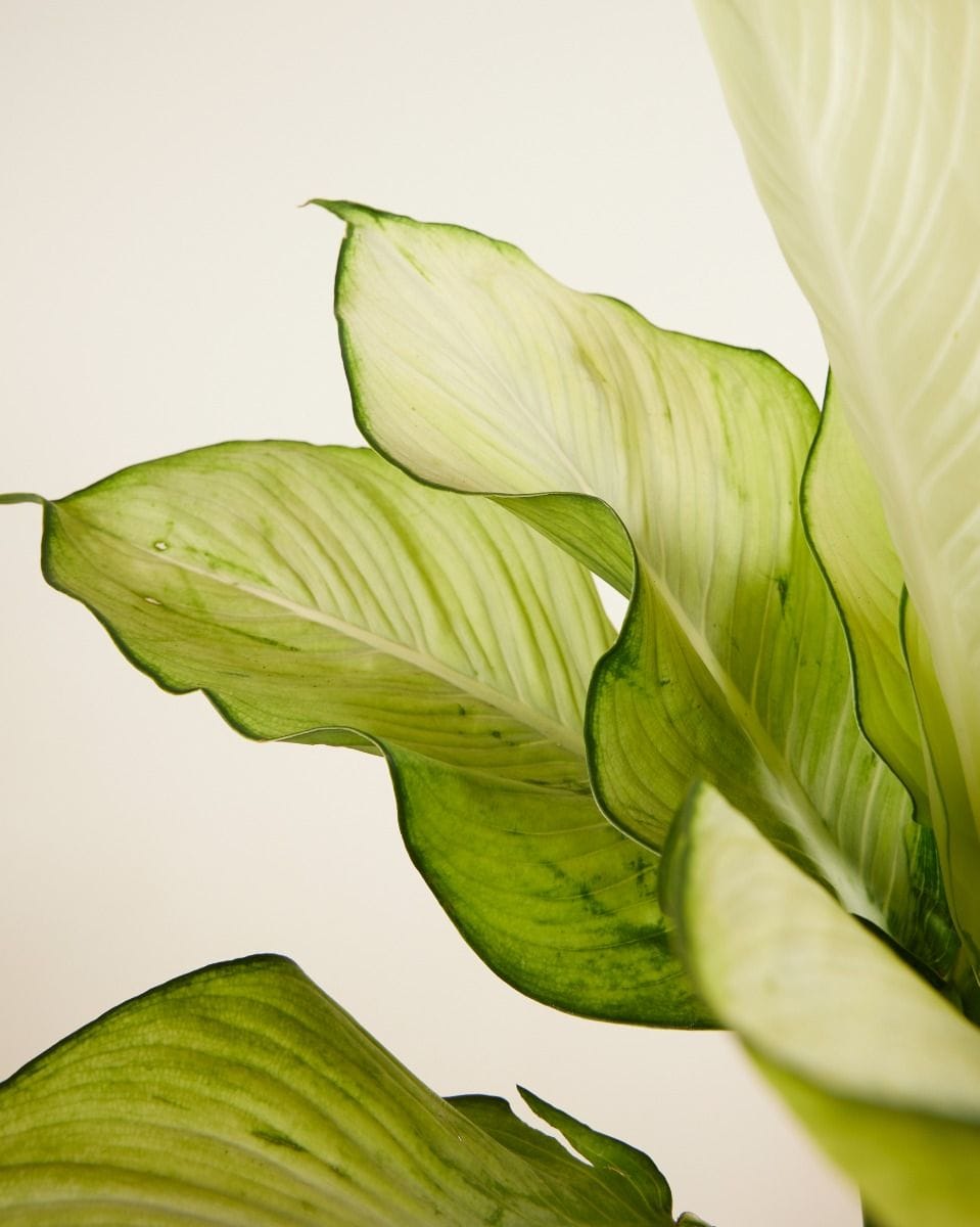 Dieffenbachia Dump Cane Tropic Marianne
