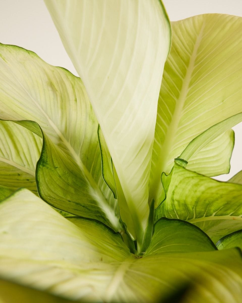 Dieffenbachia Dump Cane Tropic Marianne