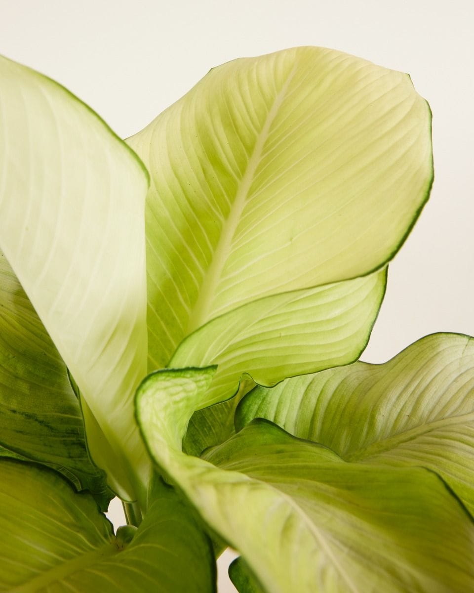 Dieffenbachia Dump Cane Tropic Marianne