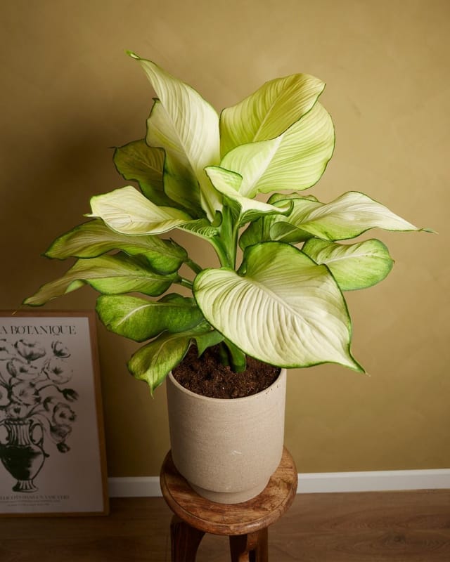 12 mooiste Dieffenbachia soorten op een rijtje 15 Dieffenbachia Tropic Marianne