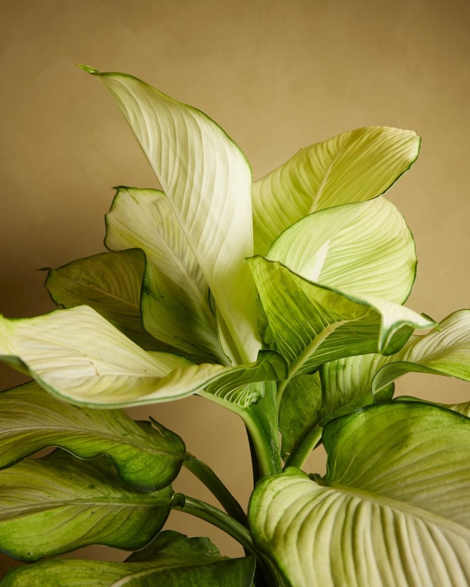 Dieffenbachia Dump Cane Tropic Marianne