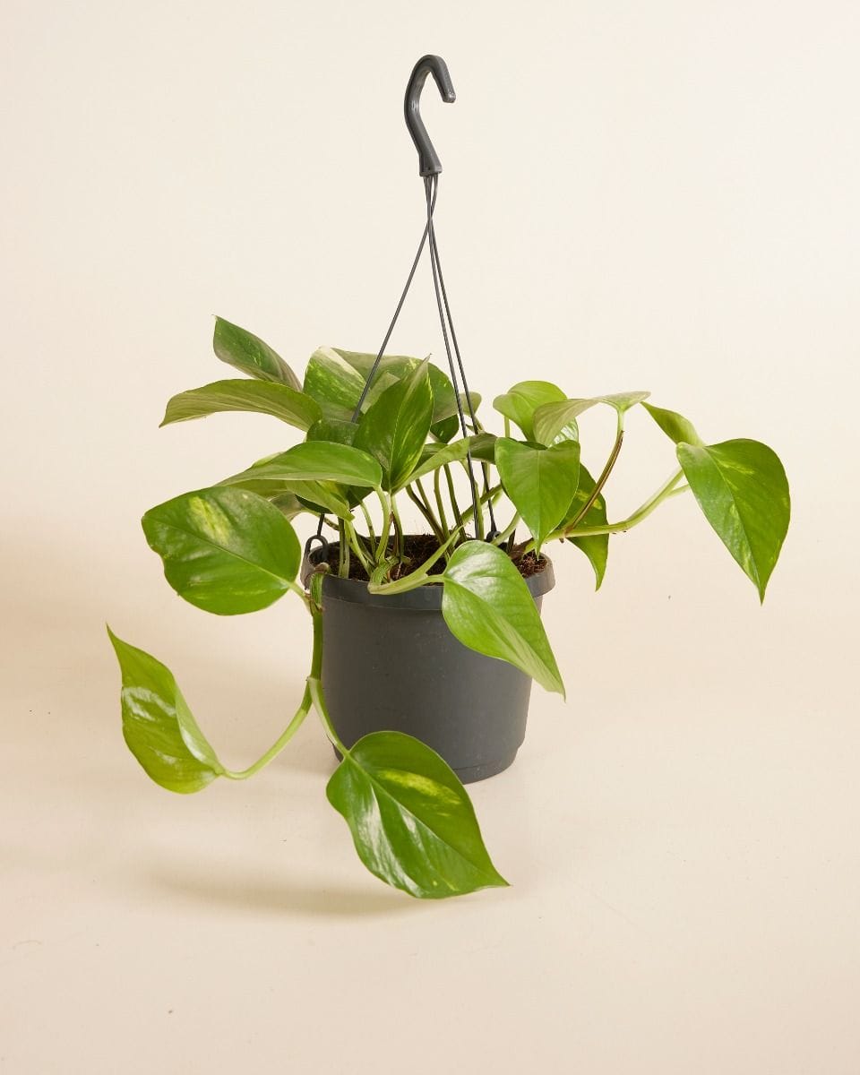 Epipremnum Aureum