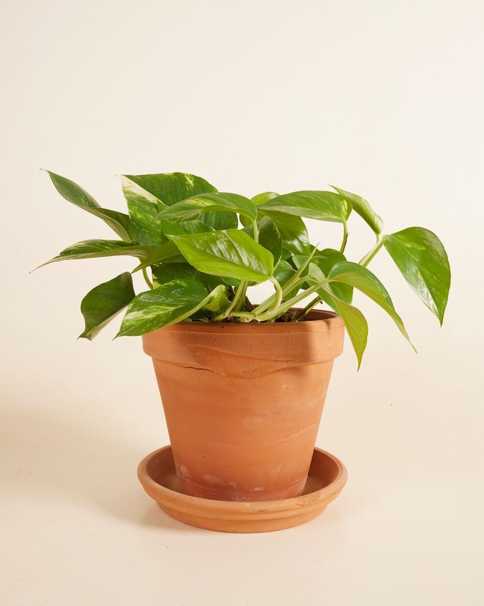 Epipremnum Aureum