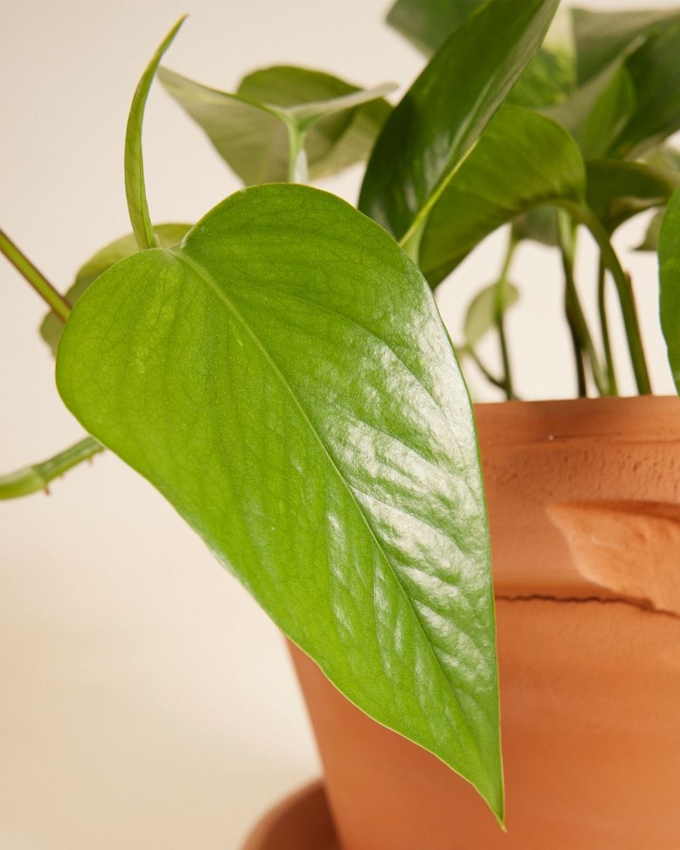 Epipremnum Aureum