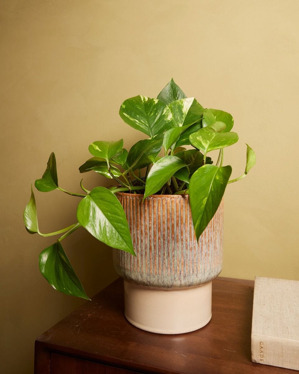 Epipremnum Aureum