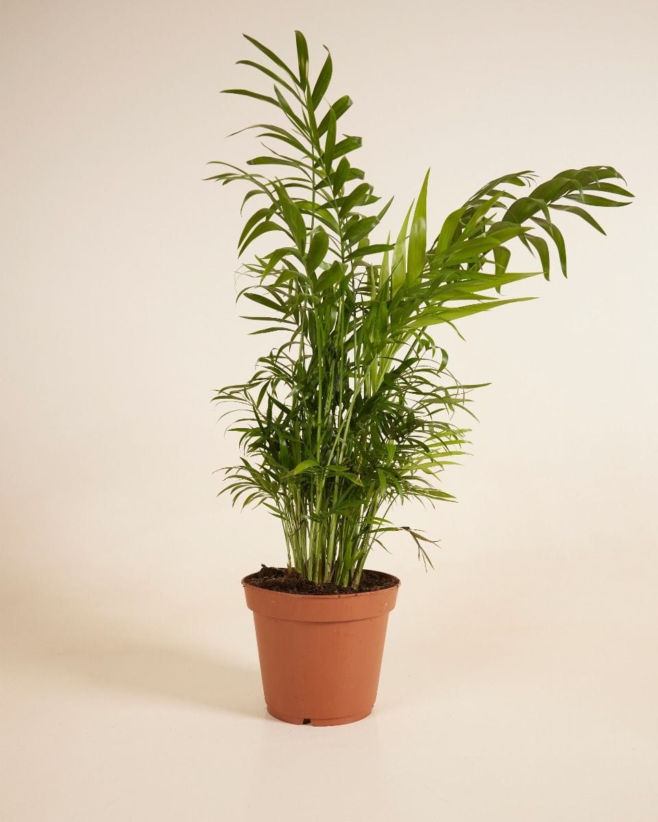 Chamaedorea Elegans
