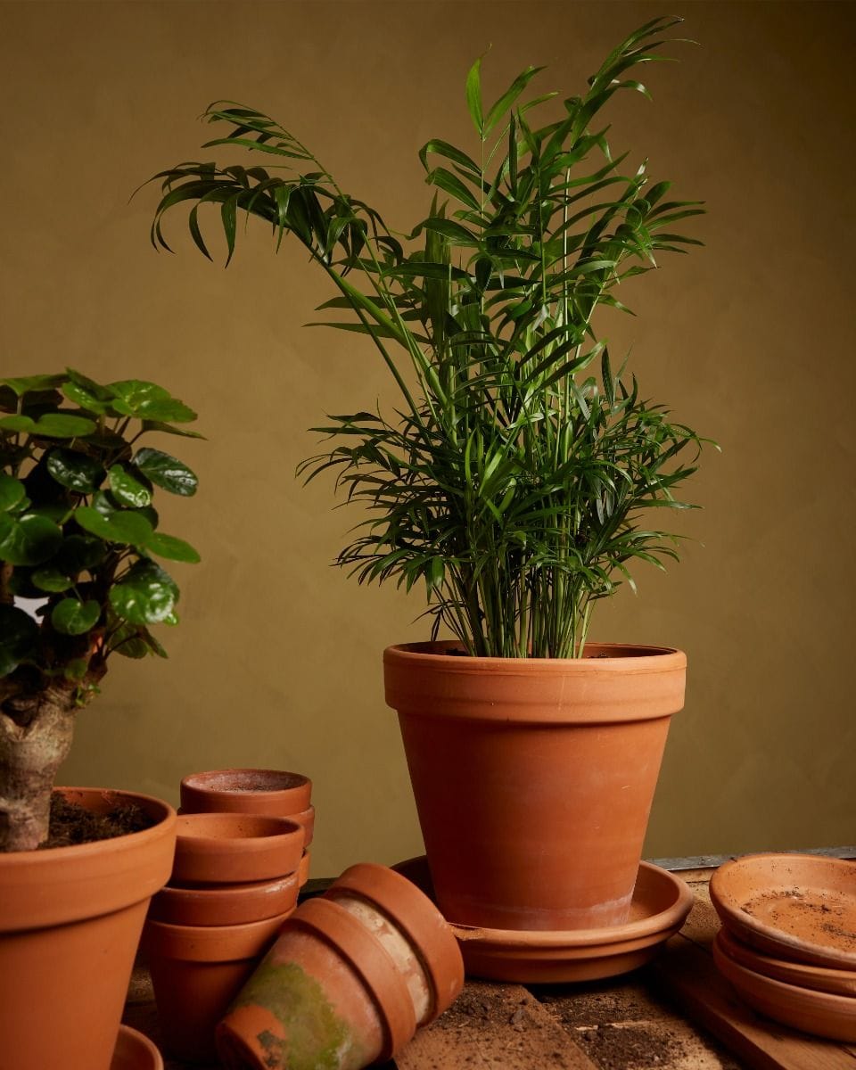 Chamaedorea Elegans