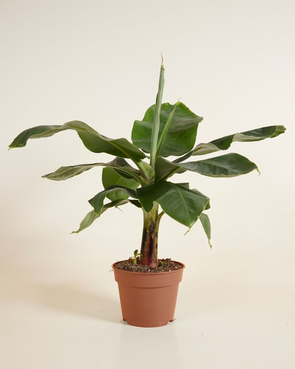 Musa Tropicana