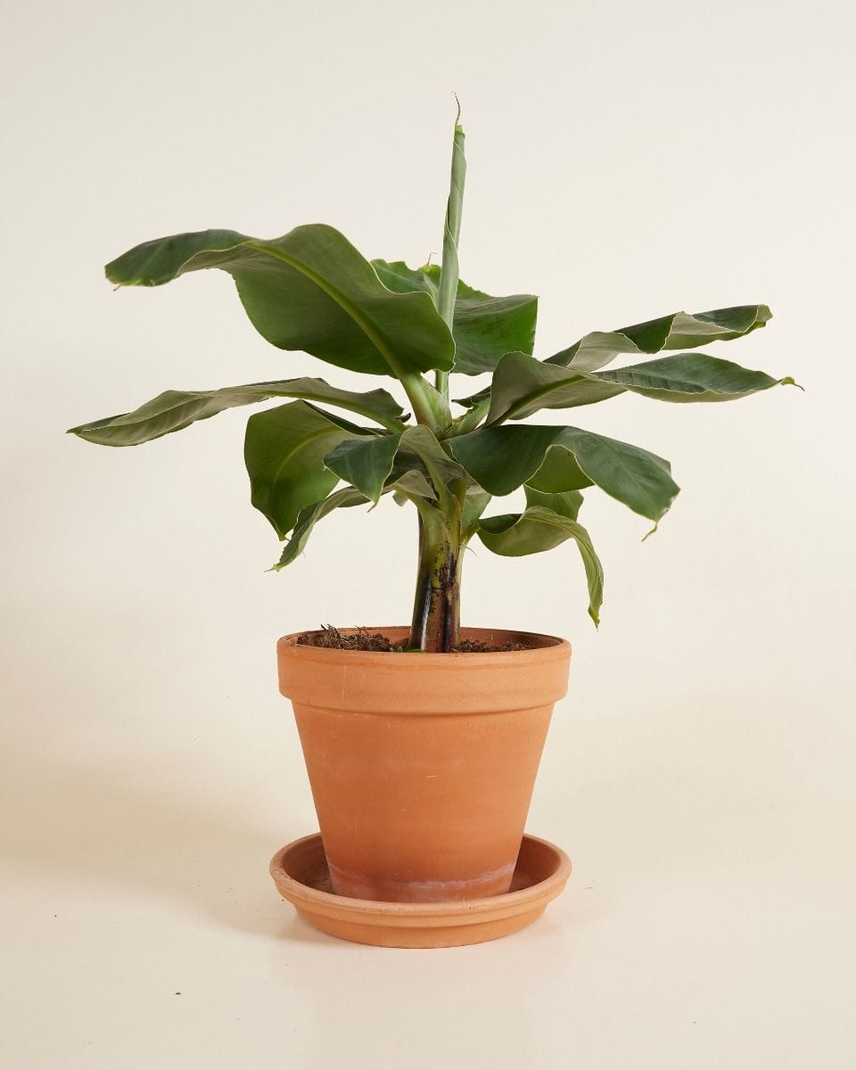 Musa Tropicana