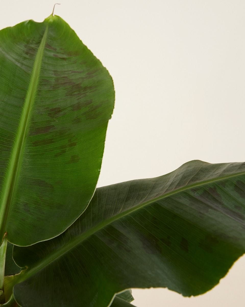 Musa Tropicana