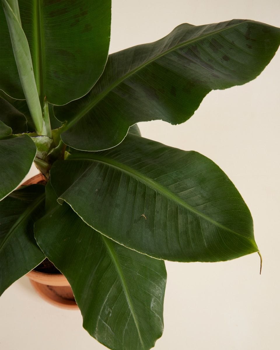Musa Tropicana