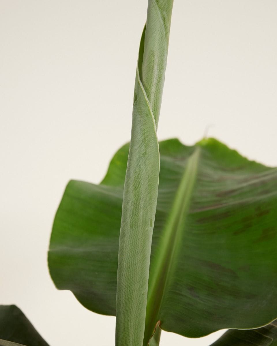 Musa Tropicana