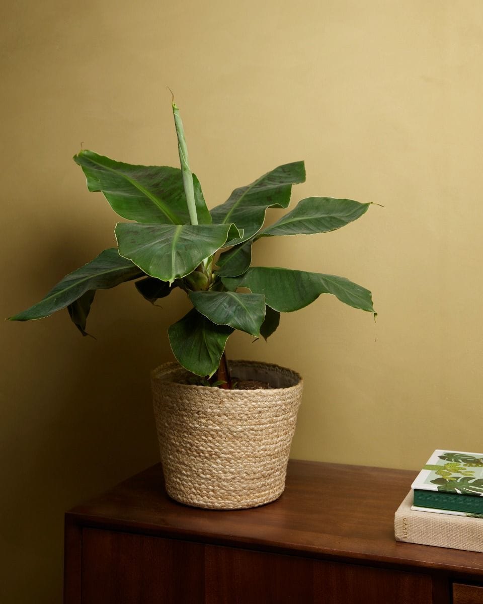 Musa Tropicana