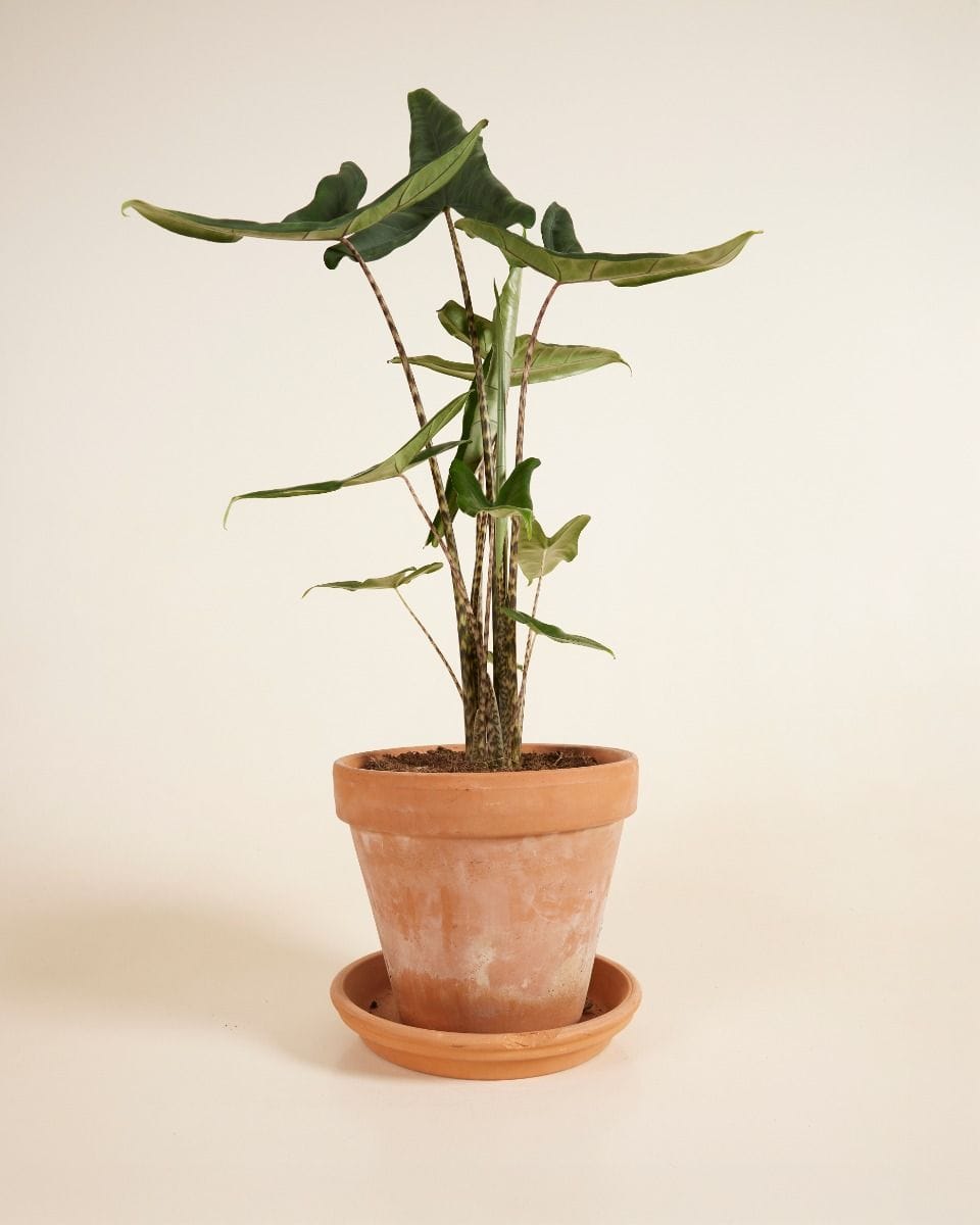 Alocasia Elephant Ears Tigrini