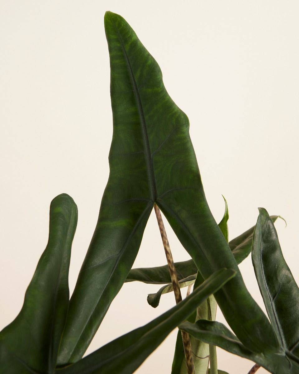 Alocasia Elephant Ears Tigrini