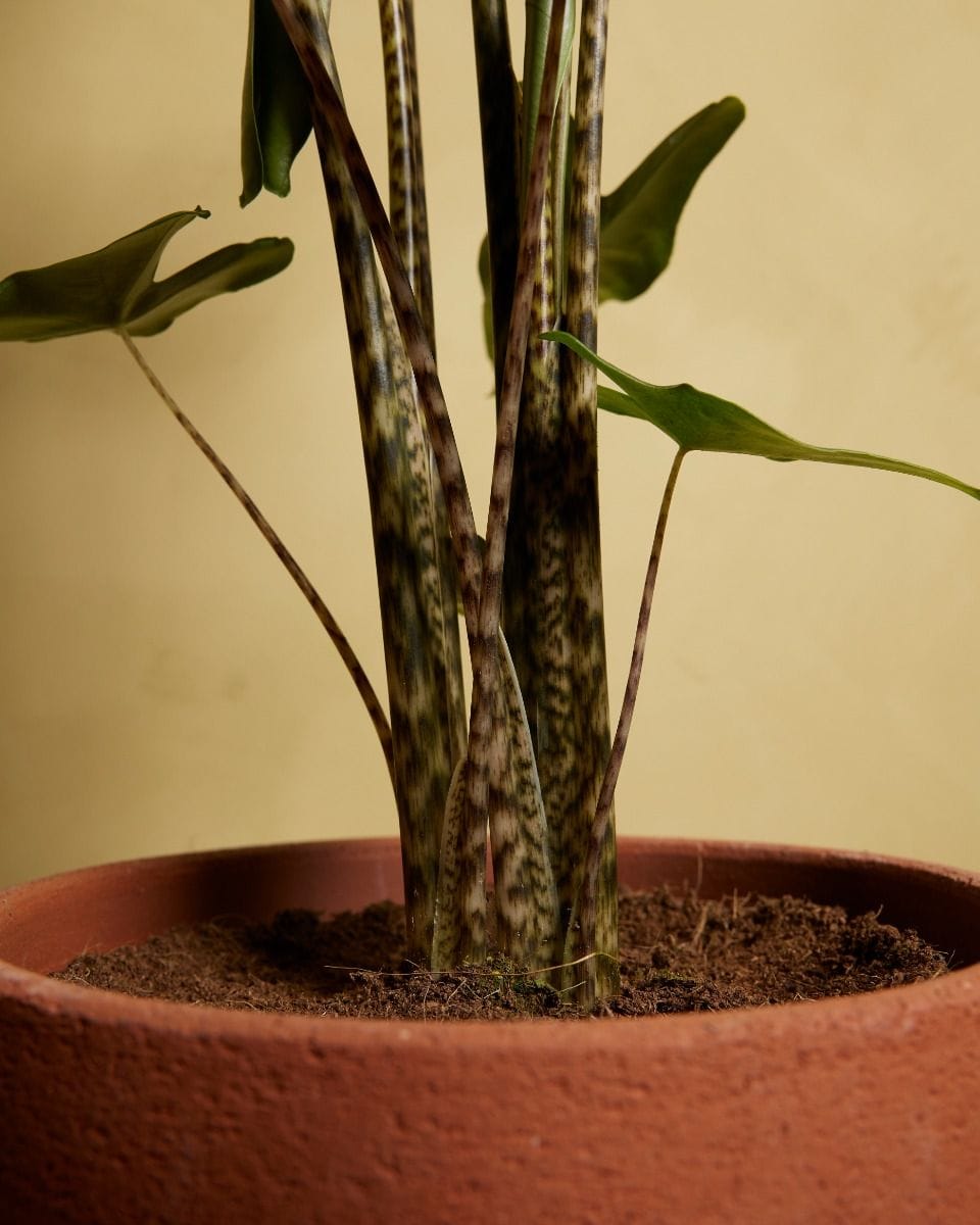 Alocasia Elephant Ears Tigrini
