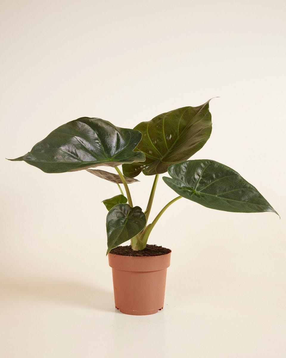 Alocasia Elephant Ears Wentii