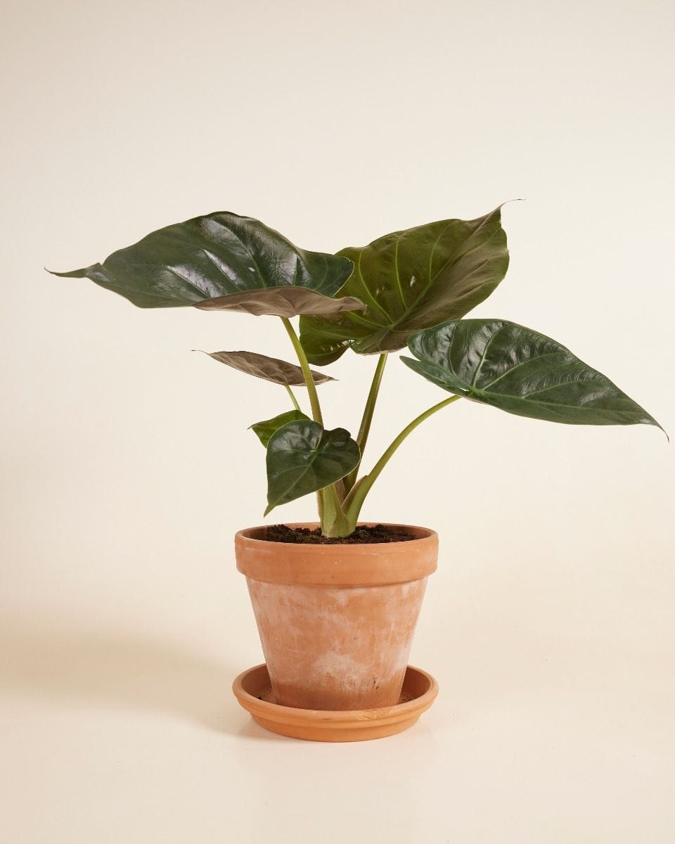 Alocasia Elephant Ears Wentii