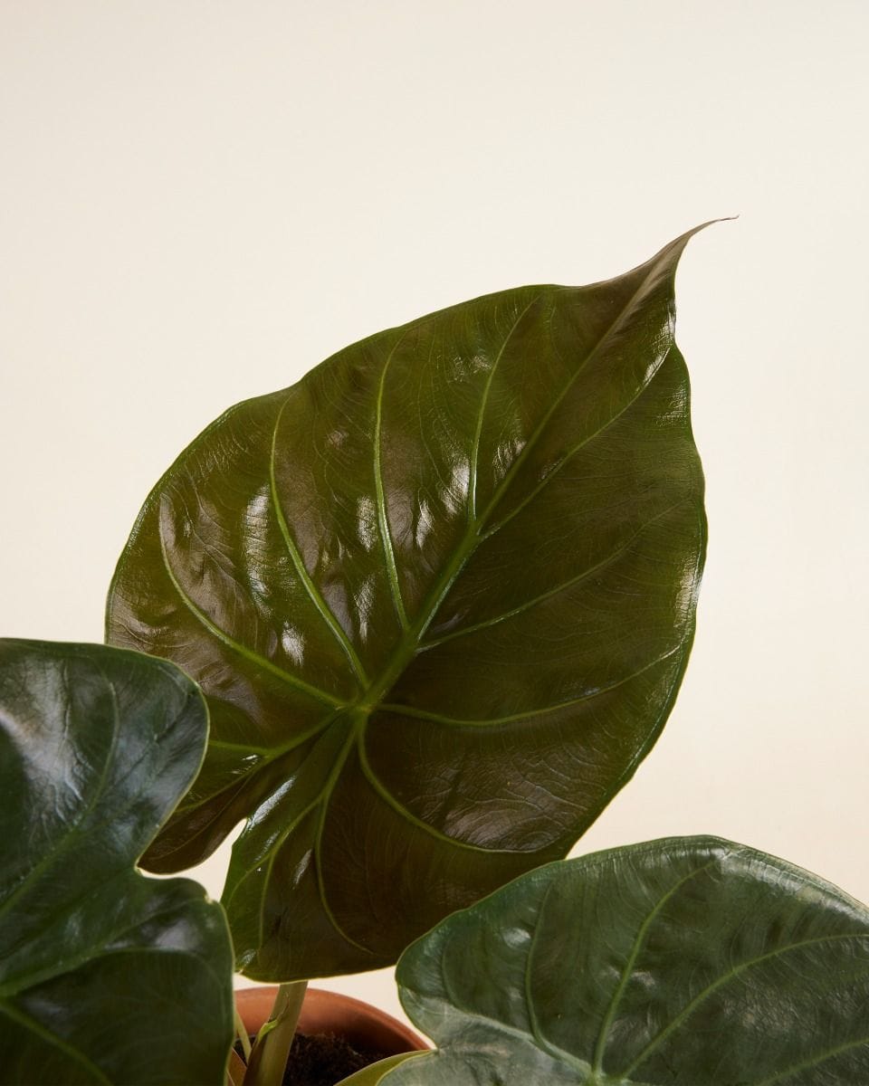 Alocasia Elephant Ears Wentii
