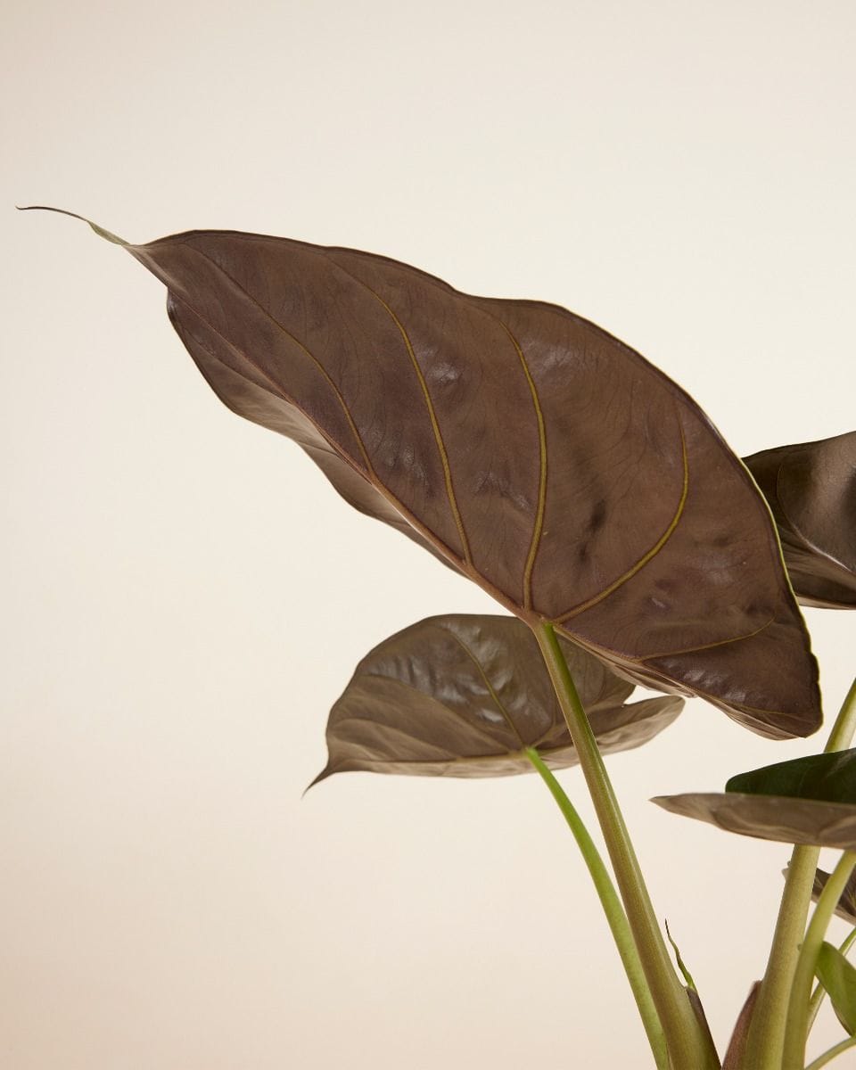 Alocasia Elephant Ears Wentii